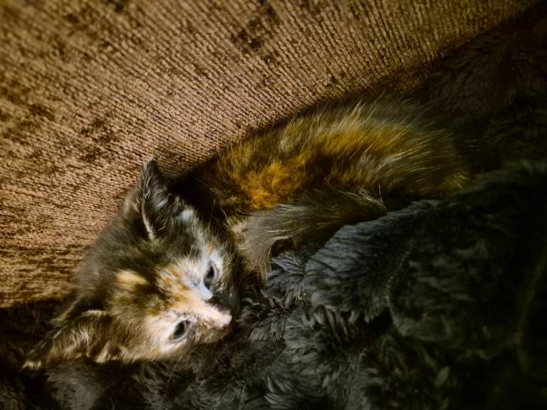 Kittens