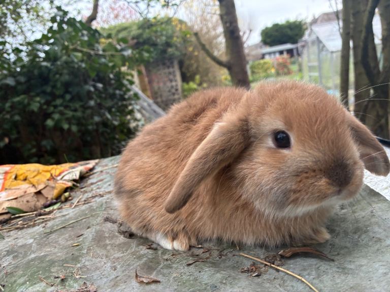 Last lil mini lop baby girl 