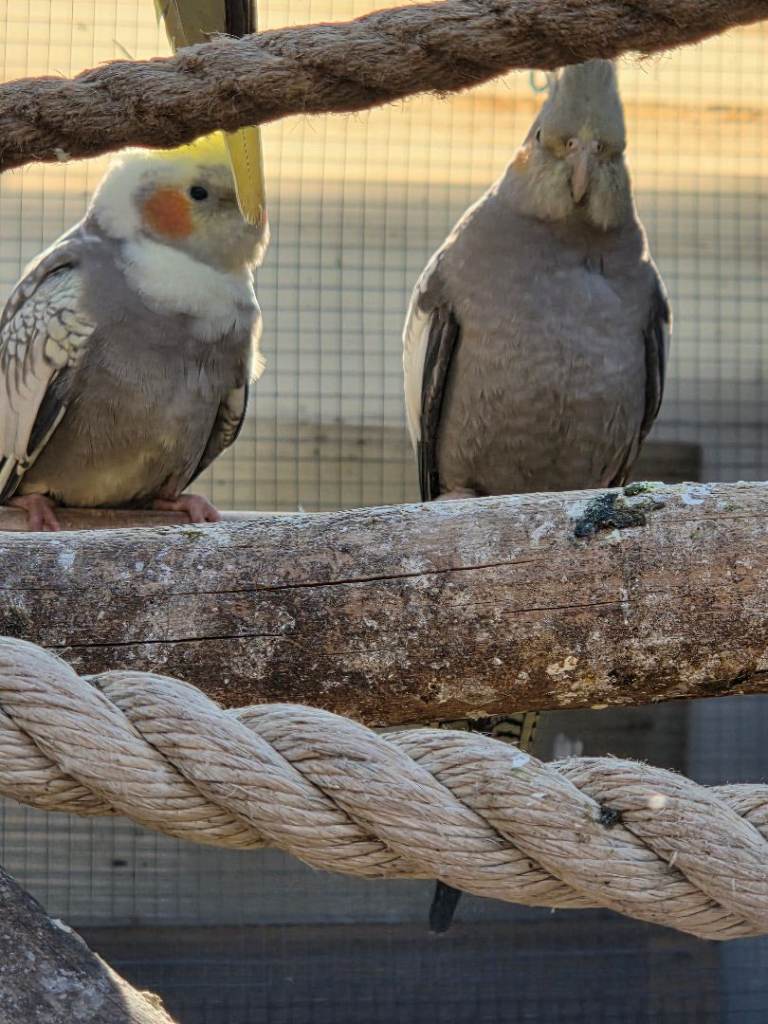 Cockatiels
