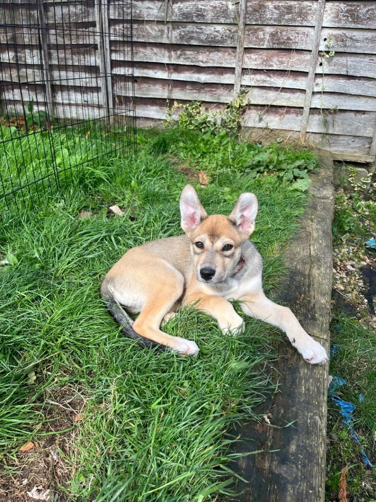 Lurcher x husky puppies for sale