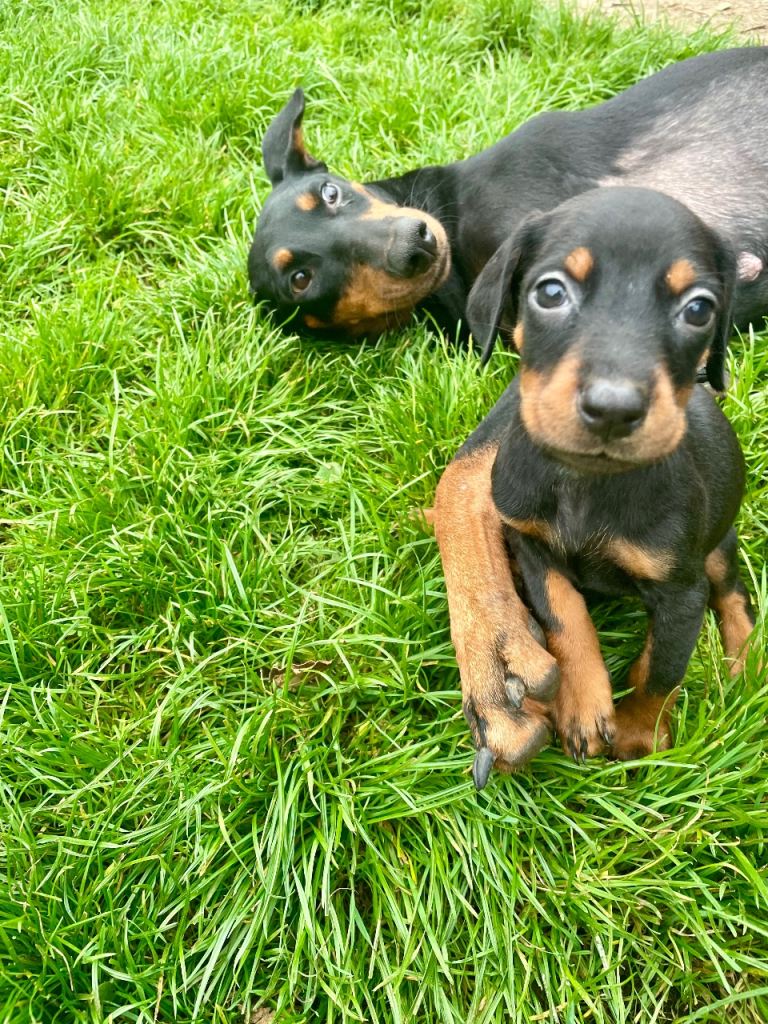 European Doberman puppies