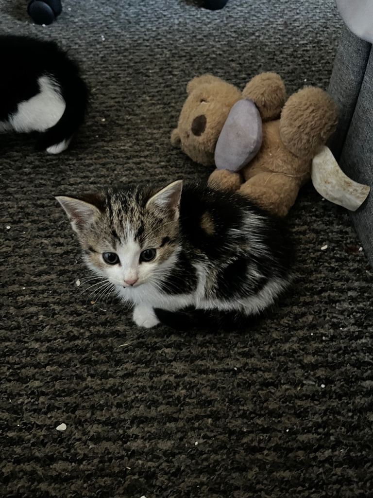 Kittens