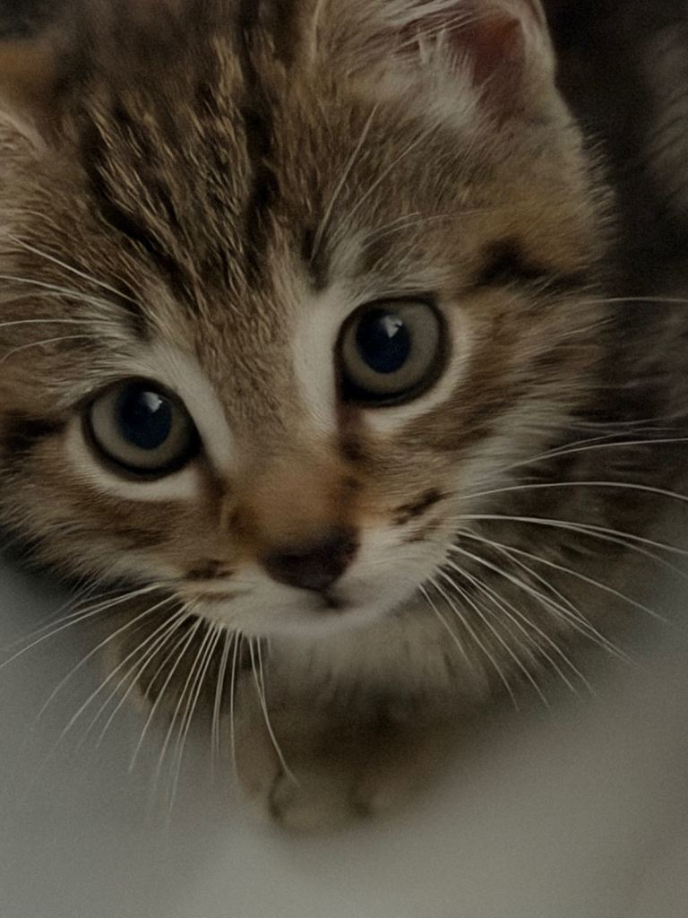 8 week old kittens 