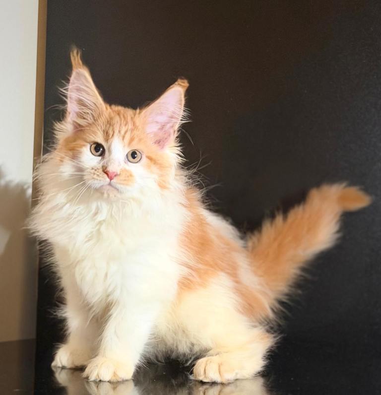 Beautiful maine coon kittens