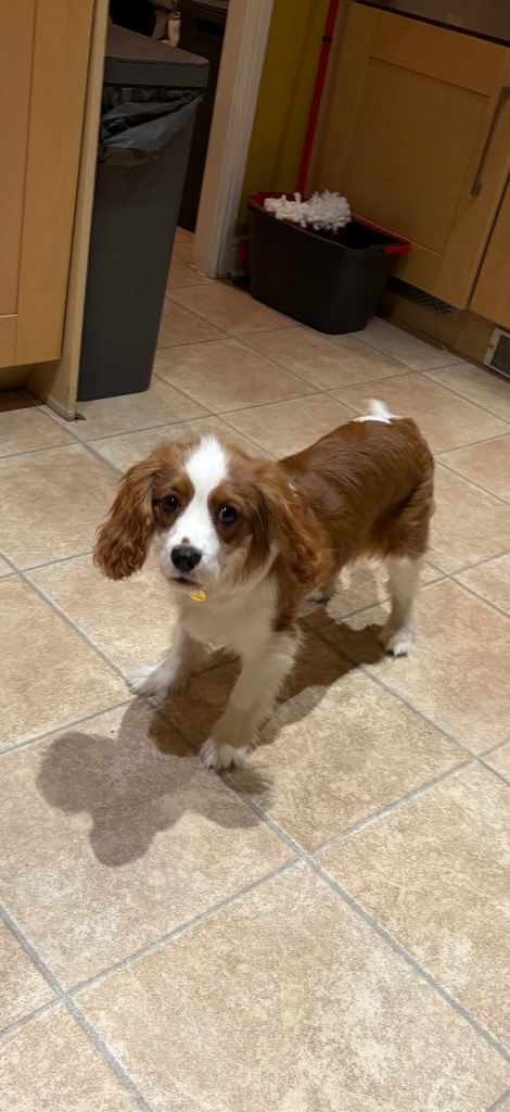 Cavalier King Charles Boy 