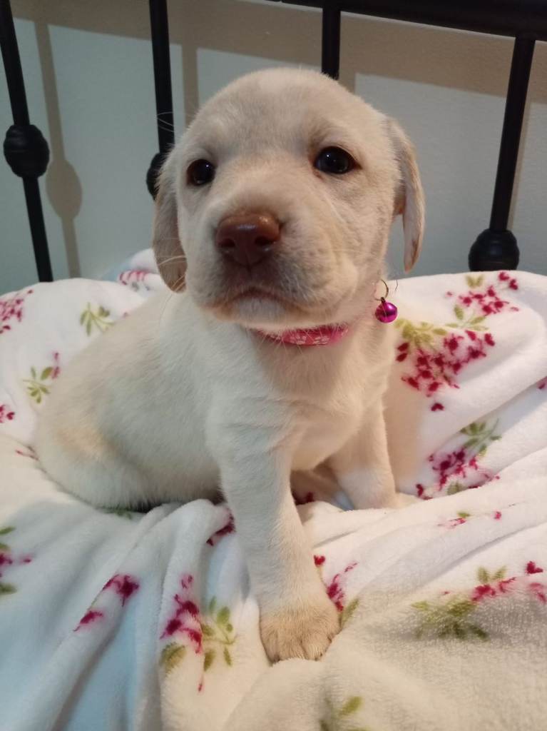 Beautiful Labrador puppies 