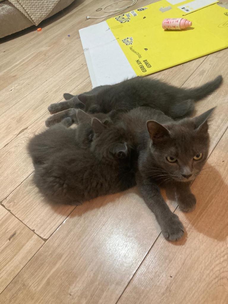 3 fluffy grey kittens 1 girl 2 boys 🐱 
