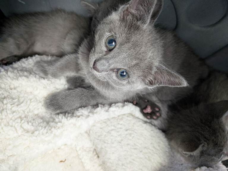 Russian Blue kittens ready now 