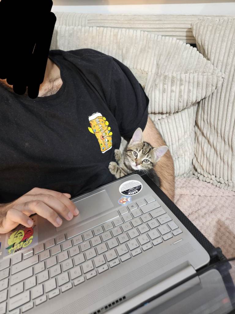 Kitten looking for their forever home