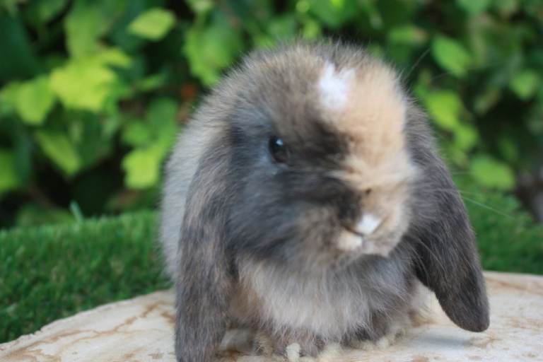 Mini-lop baby rabbits ready now 