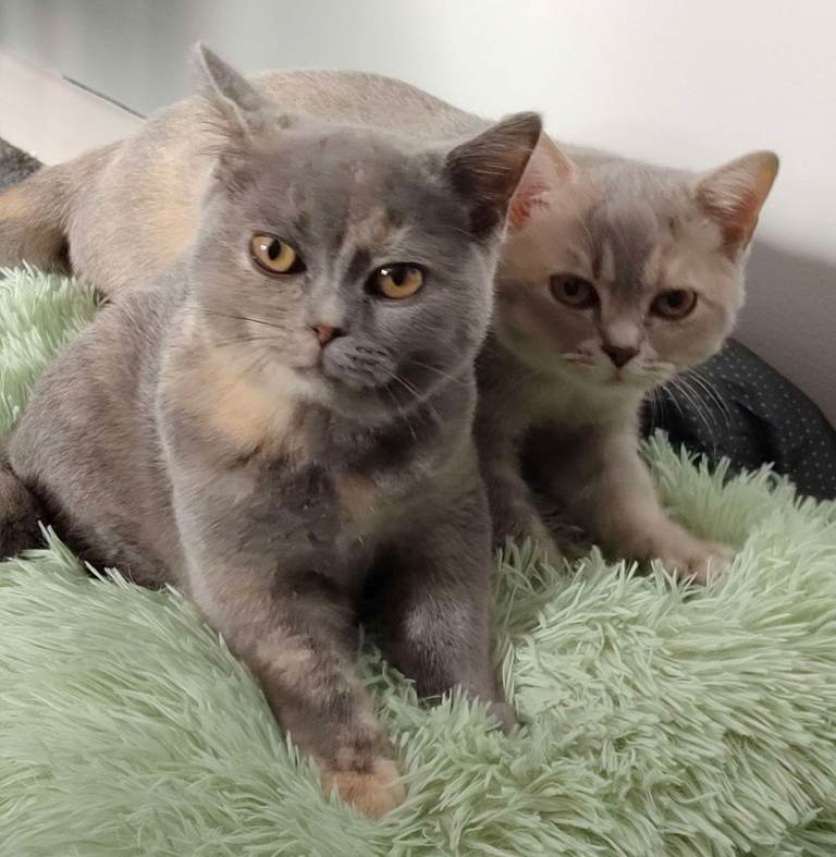Two BSH sisters