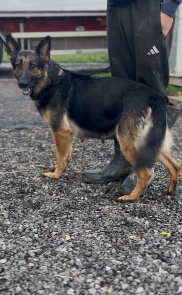 German shepherd puppies