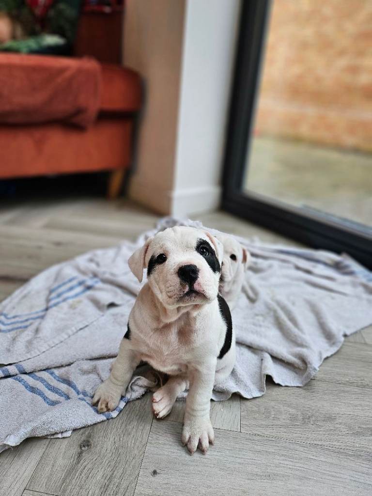 English Bulldog Staffordshire Bull pups 
