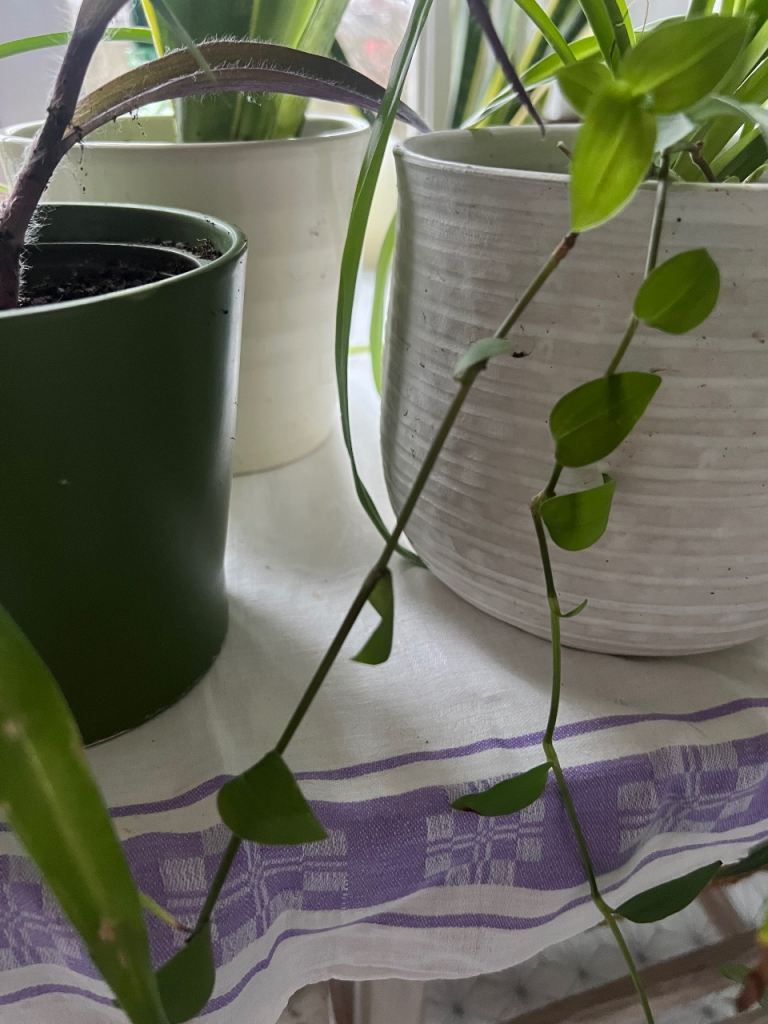 House plants