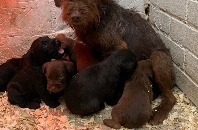 Patterdale terrier puppies 
