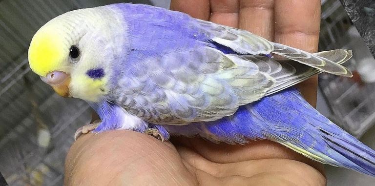 Baby budgies&cage&food