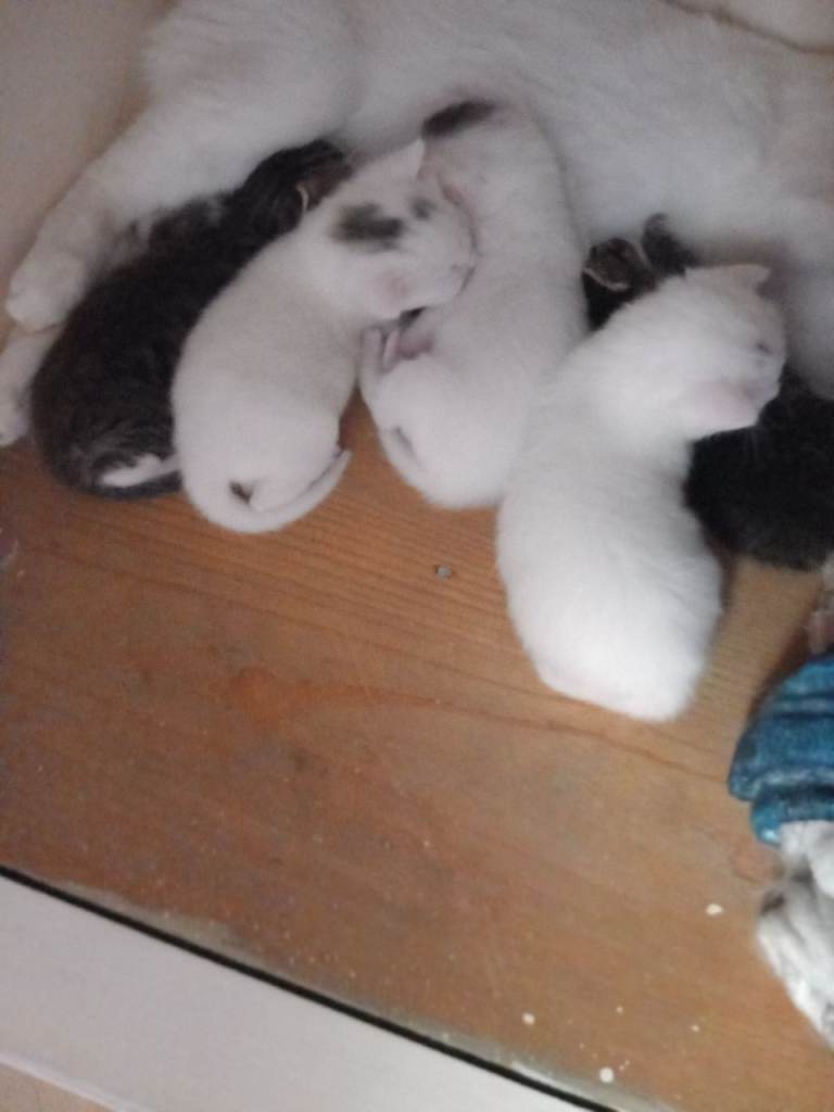 Kittens for sale