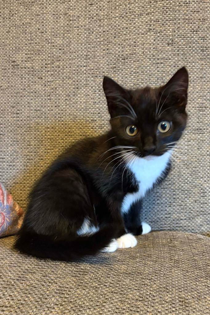 Female Kitten