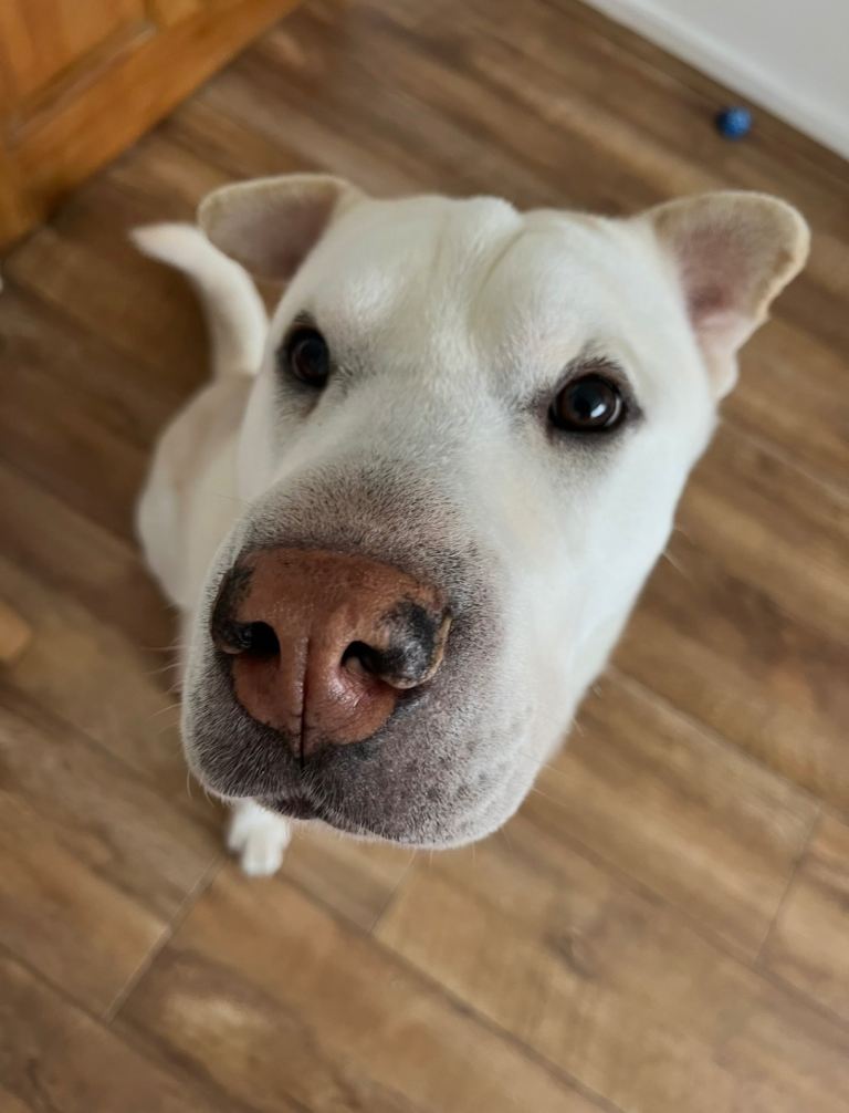 Dog