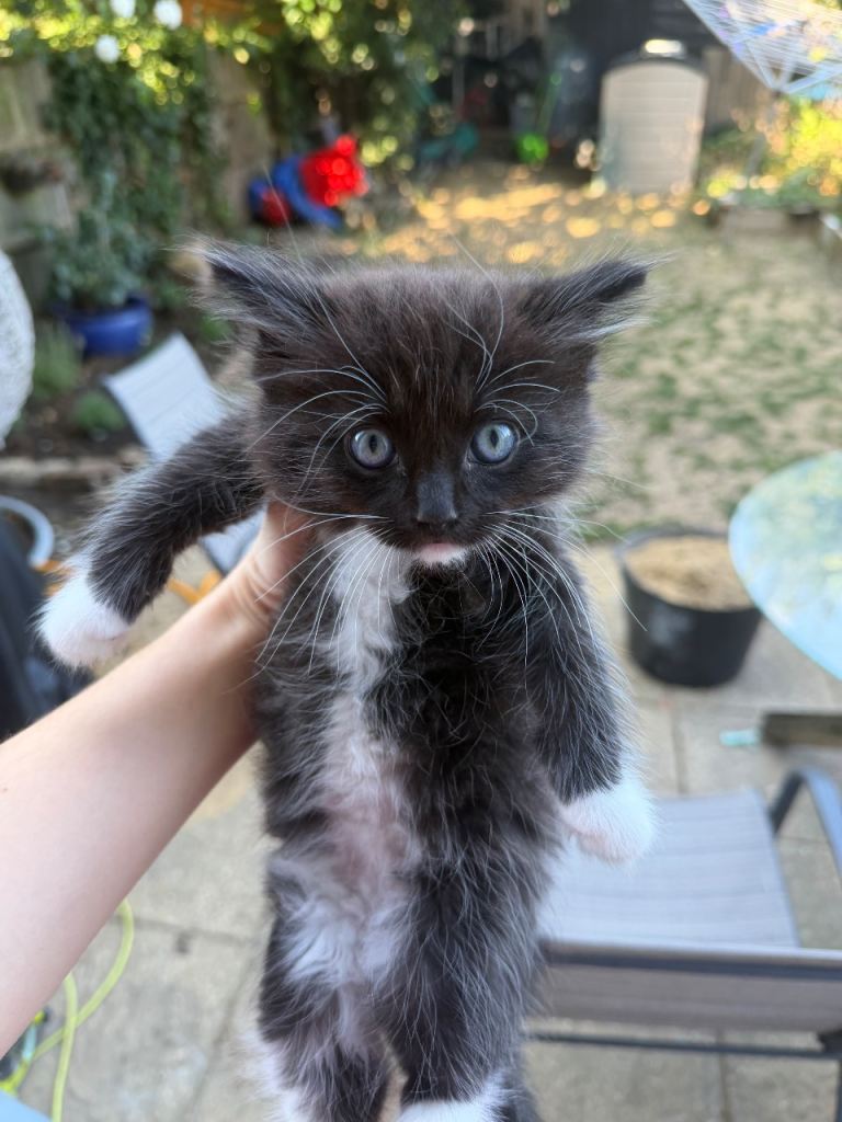 3 ragdoll/shorthair kittens 