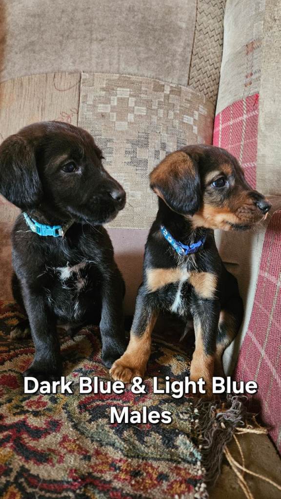 Cocker Spaniel cross puppies