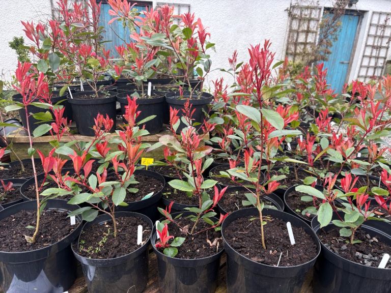 Red robin plants £4