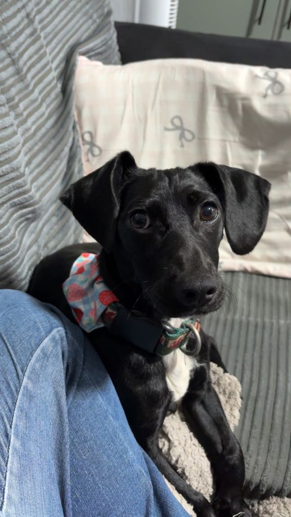 Jack Russel x dachshund puppy 