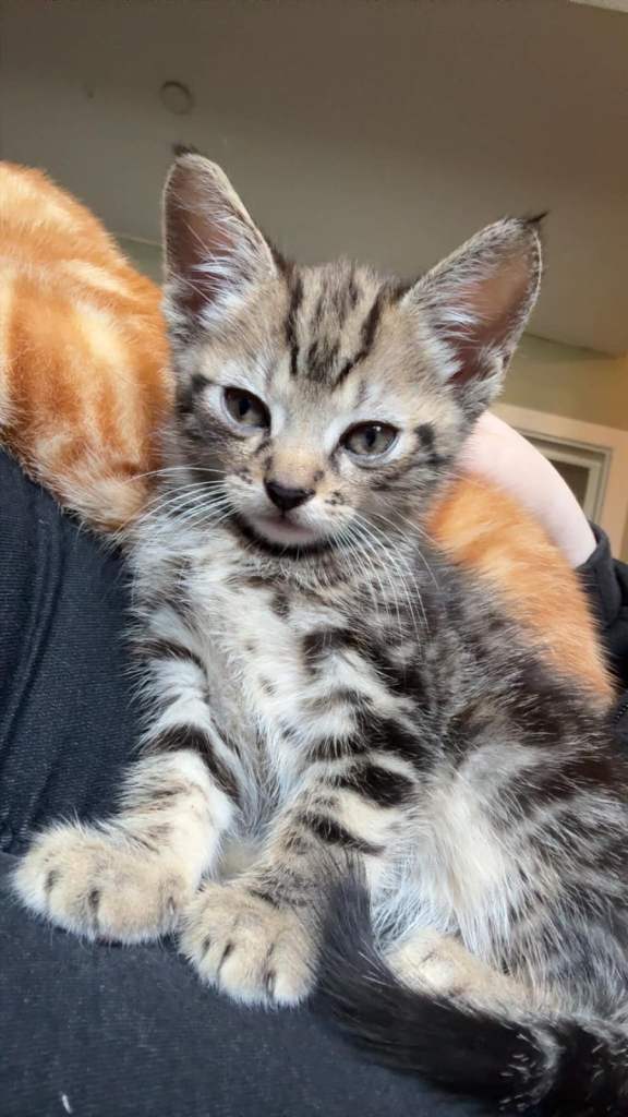 7 kittens boys & girls available now 