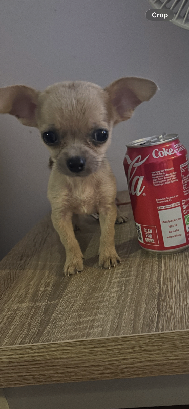 Chihuahua puppy