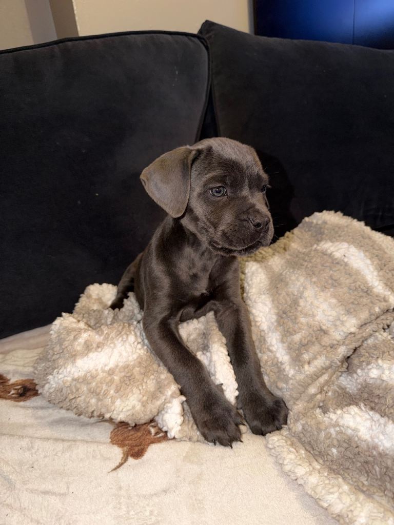 Cane corso puppy