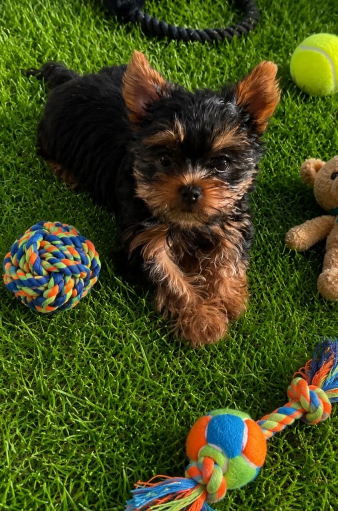 Yorkshire Terrier Puppies