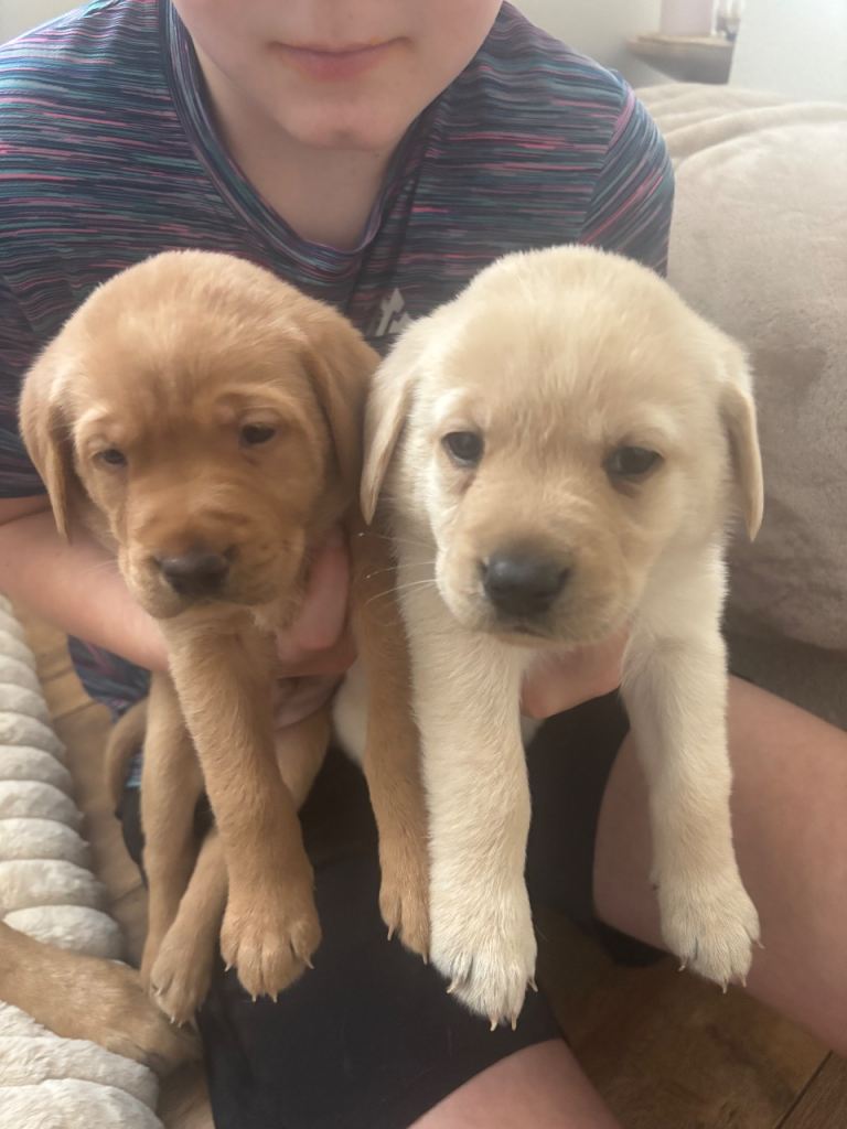 Labrador puppies *only 2boys left*