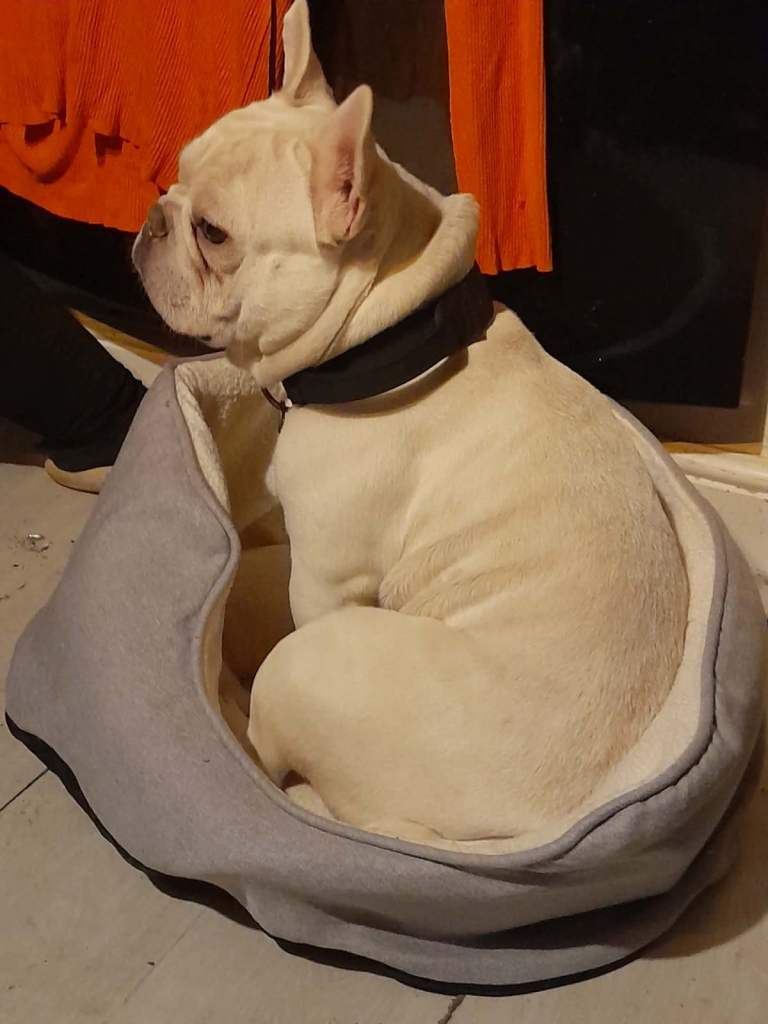 My big boy male French 2 years old 