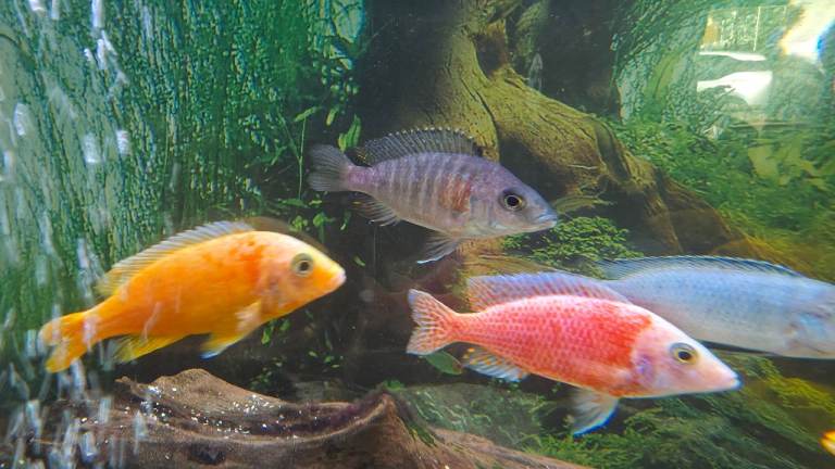 African cichlid and platinum gouramis