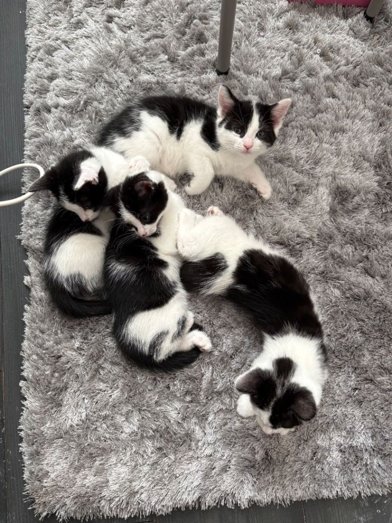Kittens 