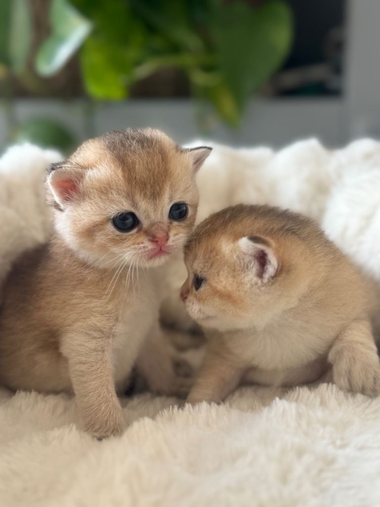 Pedigree Golden tipped kittens