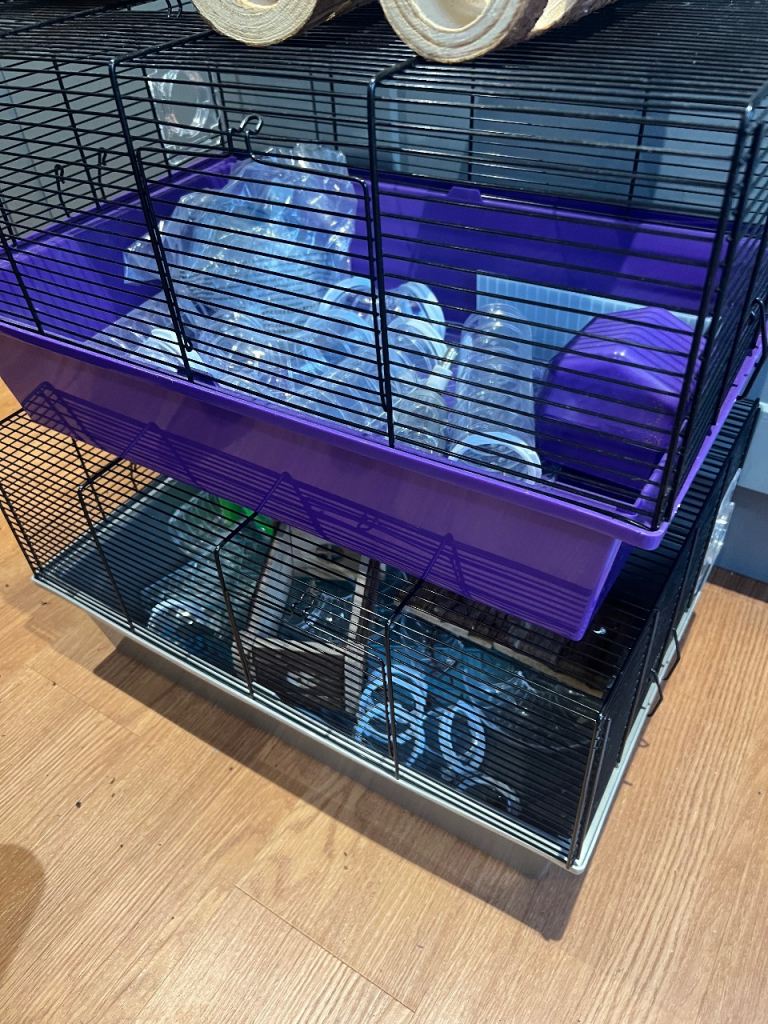 Syrian hamster cage
