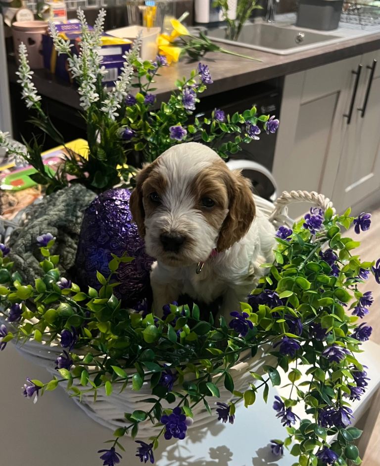 F1 Cockerpoo Puppies