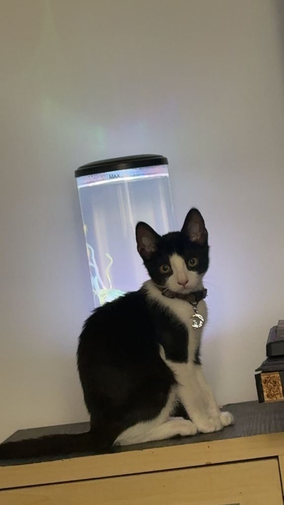 Kitten for sale