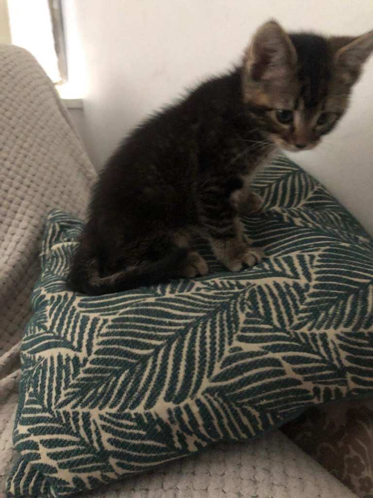 Adorable Male tabby kitten looking for a loving home