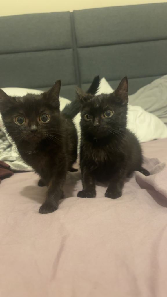 2 black kittens 