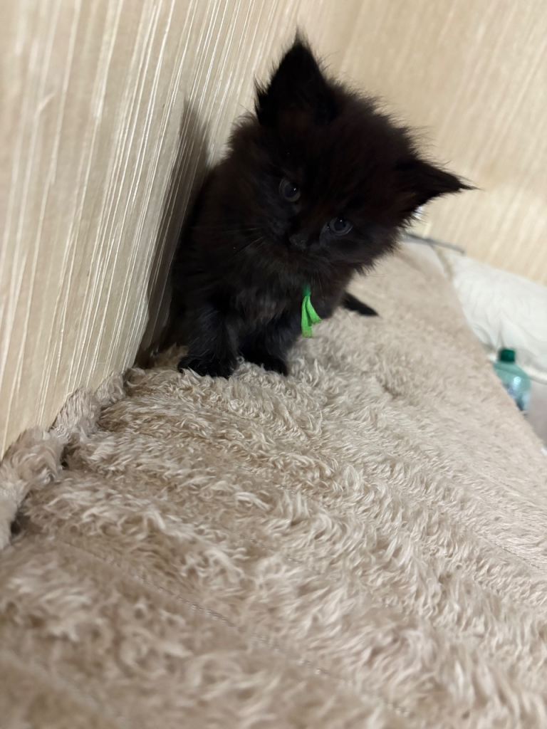 Maine Coon Kittens — Fluffy, Friendly, Ready Soon