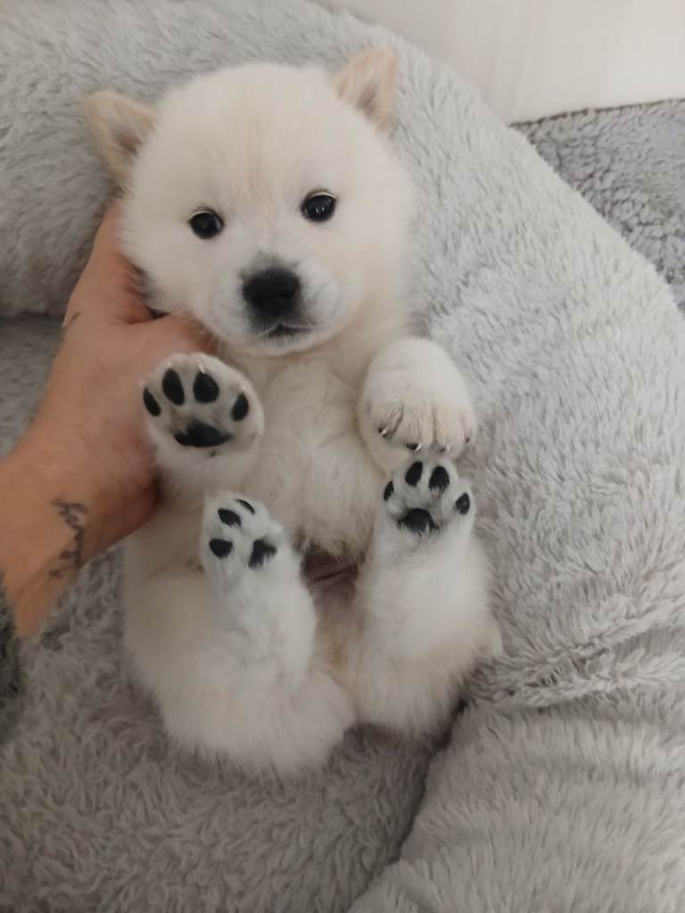 5 Stunning hybrid chowski pups 