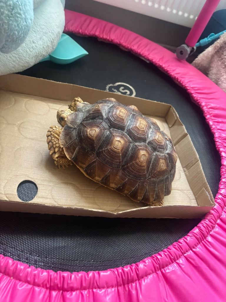 Sulcuta 
