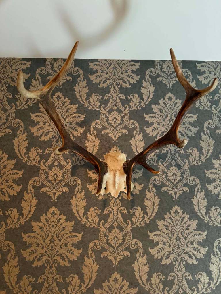 Deer antlers 