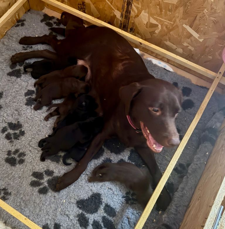 Beautiful Pedigree Labrador pups