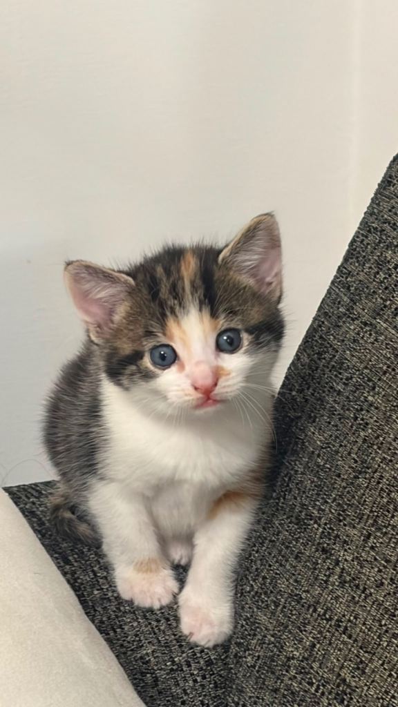 Cute Kittens for SALE!