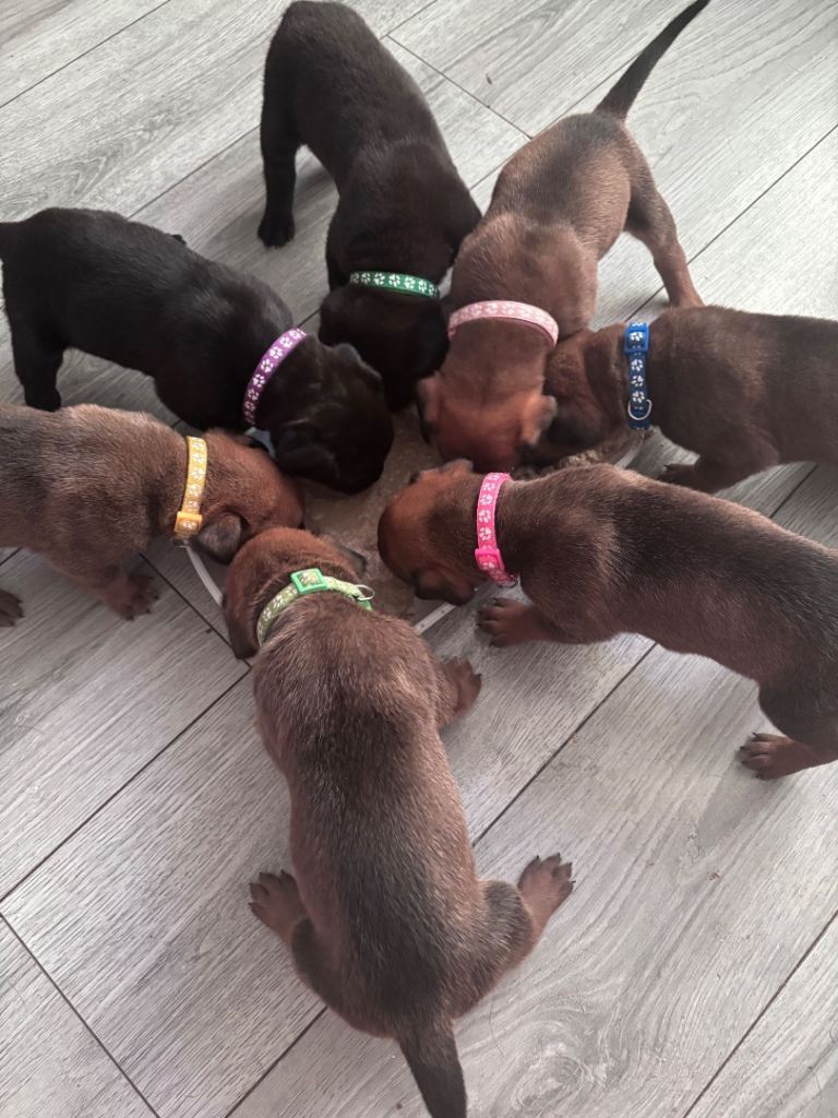 READY TO LEAVE IN 3 WEEKS Great Rottie (Dane Weiler) Puppies