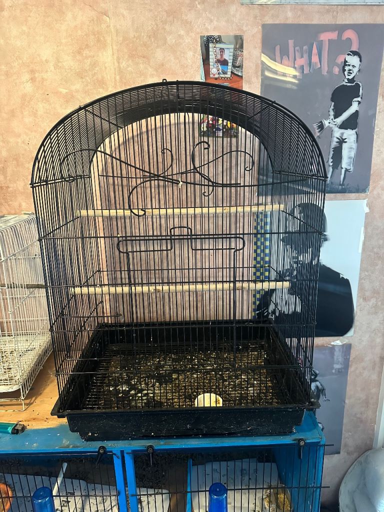 Big bird cage 