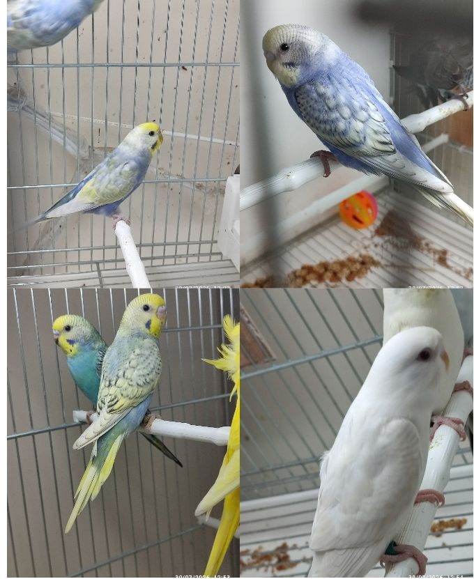 Budgies 